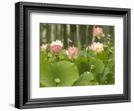 Blooming Water Lotuses Carpet Echo Park Lake-null-Framed Premium Photographic Print