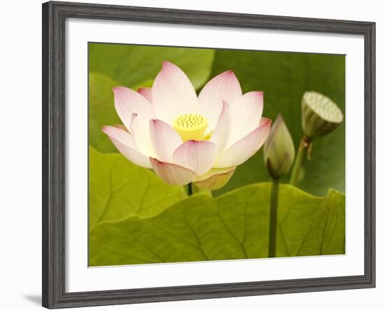 Blooming Water Lotuses Carpet Echo Park Lake-null-Framed Photographic Print