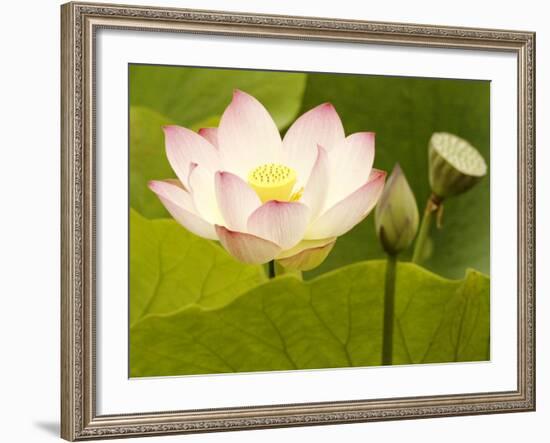 Blooming Water Lotuses Carpet Echo Park Lake-null-Framed Photographic Print