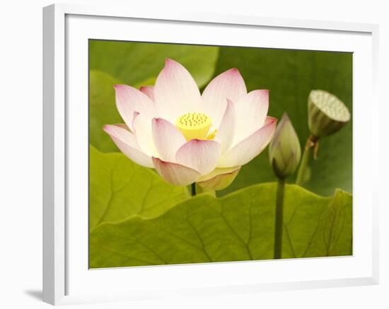 Blooming Water Lotuses Carpet Echo Park Lake-null-Framed Photographic Print