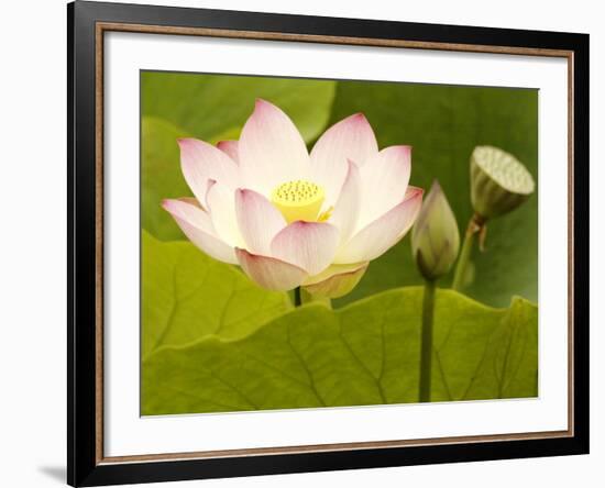 Blooming Water Lotuses Carpet Echo Park Lake-null-Framed Photographic Print