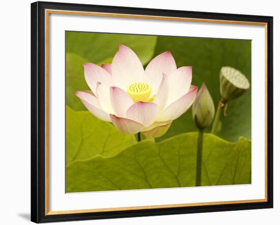 Blooming Water Lotuses Carpet Echo Park Lake-null-Framed Photographic Print