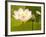 Blooming Water Lotuses Carpet Echo Park Lake-null-Framed Photographic Print