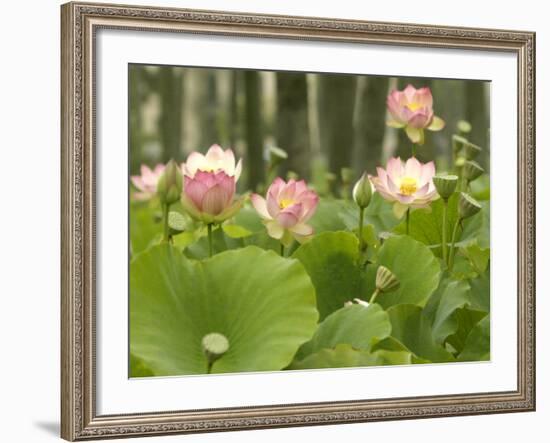 Blooming Water Lotuses Carpet Echo Park Lake-null-Framed Photographic Print