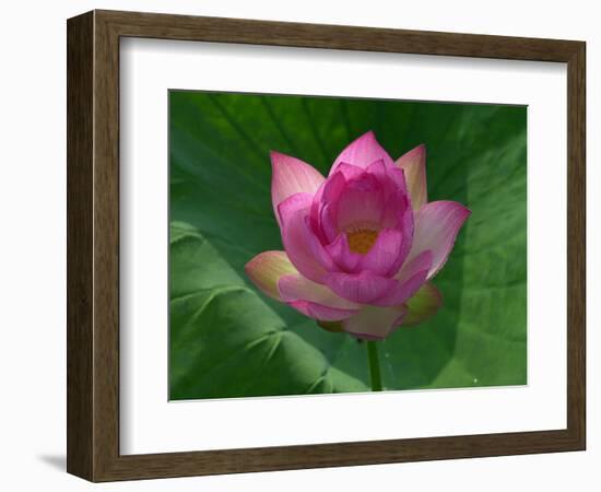 Blooming Water Lotuses Carpet Echo Park Lake-null-Framed Photographic Print