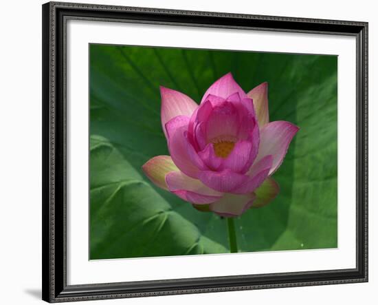 Blooming Water Lotuses Carpet Echo Park Lake-null-Framed Photographic Print