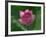 Blooming Water Lotuses Carpet Echo Park Lake-null-Framed Photographic Print