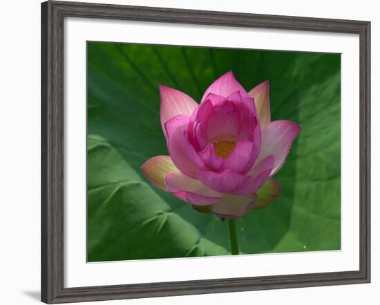 Blooming Water Lotuses Carpet Echo Park Lake-null-Framed Photographic Print