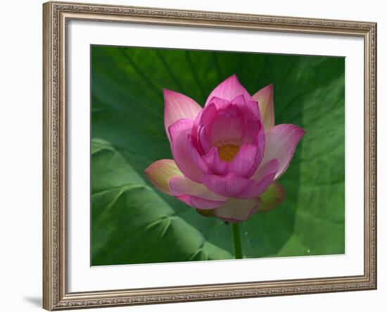 Blooming Water Lotuses Carpet Echo Park Lake-null-Framed Photographic Print