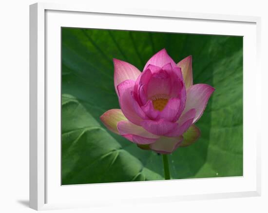 Blooming Water Lotuses Carpet Echo Park Lake-null-Framed Photographic Print