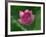 Blooming Water Lotuses Carpet Echo Park Lake-null-Framed Photographic Print