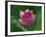 Blooming Water Lotuses Carpet Echo Park Lake-null-Framed Photographic Print