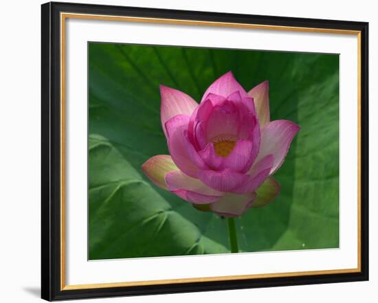 Blooming Water Lotuses Carpet Echo Park Lake-null-Framed Photographic Print