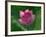 Blooming Water Lotuses Carpet Echo Park Lake-null-Framed Photographic Print