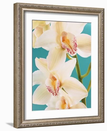 Blooming White Orchids-null-Framed Photographic Print