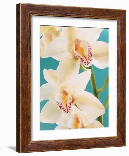 Blooming White Orchids-null-Framed Photographic Print