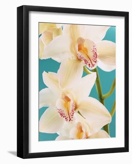 Blooming White Orchids-null-Framed Photographic Print