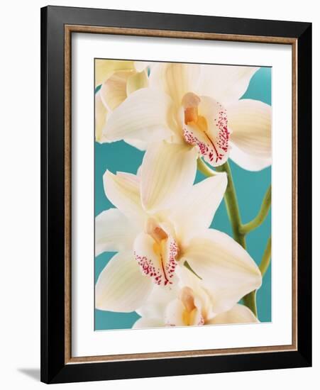 Blooming White Orchids-null-Framed Photographic Print