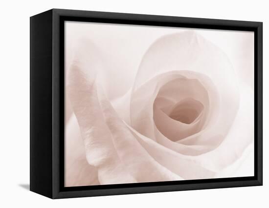Blooming White Rose-null-Framed Premier Image Canvas
