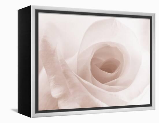 Blooming White Rose-null-Framed Premier Image Canvas