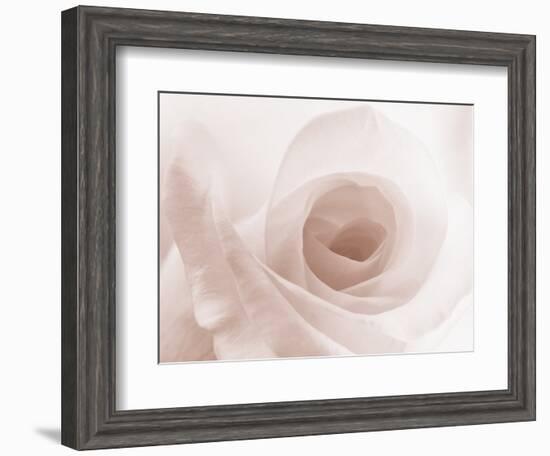 Blooming White Rose-null-Framed Photographic Print