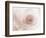 Blooming White Rose-null-Framed Photographic Print