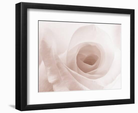 Blooming White Rose-null-Framed Photographic Print