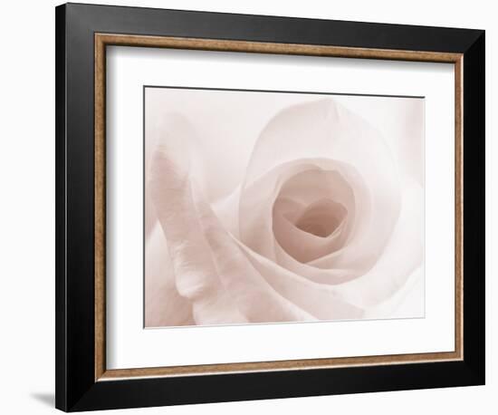 Blooming White Rose-null-Framed Photographic Print