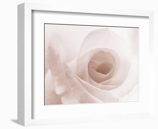 Blooming White Rose-null-Framed Photographic Print