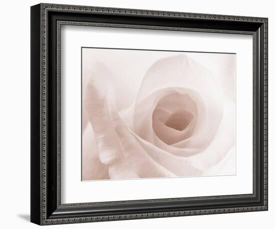 Blooming White Rose-null-Framed Photographic Print