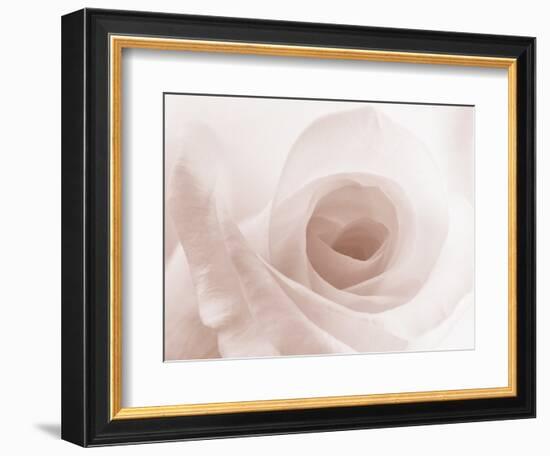 Blooming White Rose-null-Framed Photographic Print