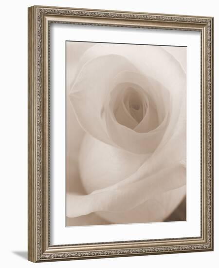 Blooming White Rose-null-Framed Photographic Print