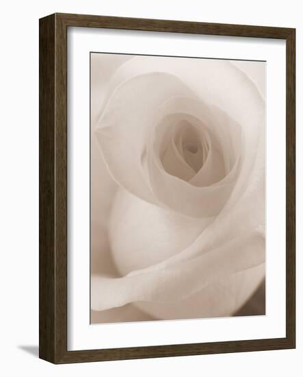 Blooming White Rose-null-Framed Photographic Print