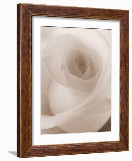 Blooming White Rose-null-Framed Photographic Print