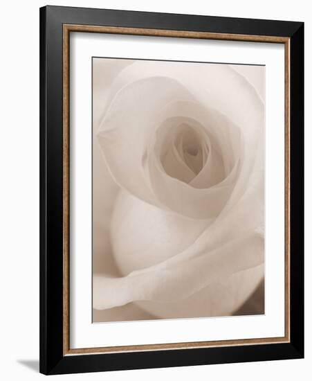 Blooming White Rose-null-Framed Photographic Print