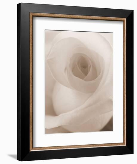 Blooming White Rose-null-Framed Photographic Print