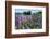 Blooming Wild Flowers, Los Alerces National Park, Chubut, Patagonia, Argentina, South America-Michael Runkel-Framed Photographic Print