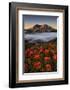 Blooming-Lydia Jacobs-Framed Photographic Print