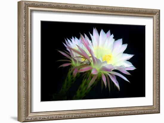 Blooms at Dawn-Douglas Taylor-Framed Photographic Print