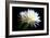 Blooms at Dawn-Douglas Taylor-Framed Photographic Print