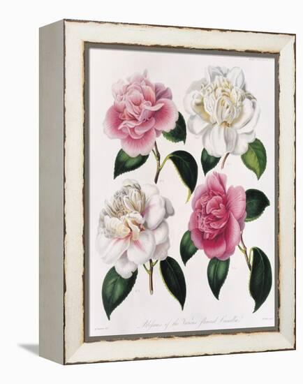 Blooms of Various Flowered Camellia-Mrs Withers-Framed Premier Image Canvas