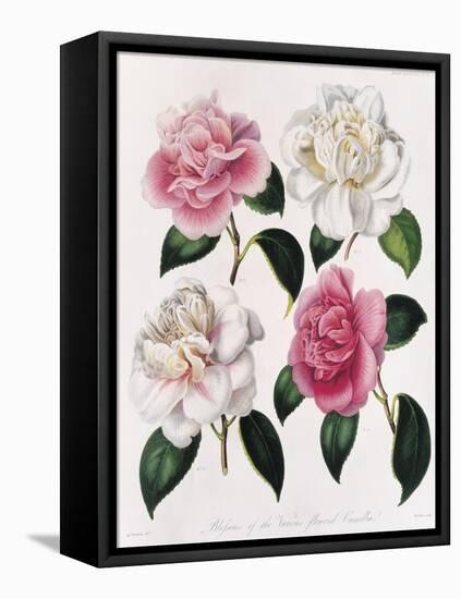 Blooms of Various Flowered Camellia-Mrs Withers-Framed Premier Image Canvas