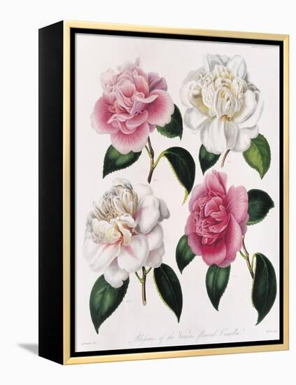 Blooms of Various Flowered Camellia-Mrs Withers-Framed Premier Image Canvas