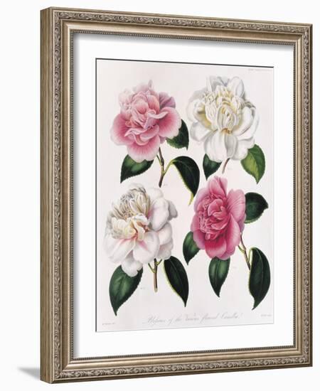 Blooms of Various Flowered Camellia-Mrs Withers-Framed Giclee Print