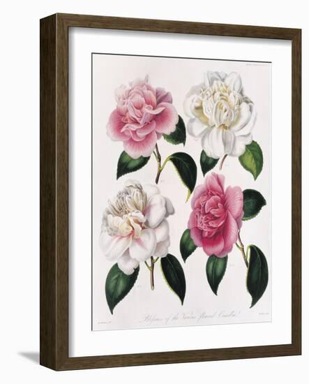 Blooms of Various Flowered Camellia-Mrs Withers-Framed Giclee Print