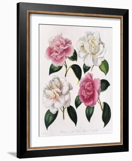 Blooms of Various Flowered Camellia-Mrs Withers-Framed Giclee Print