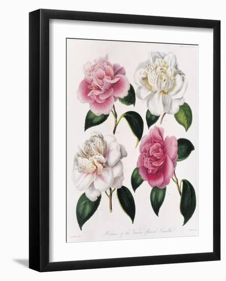 Blooms of Various Flowered Camellia-Mrs Withers-Framed Giclee Print