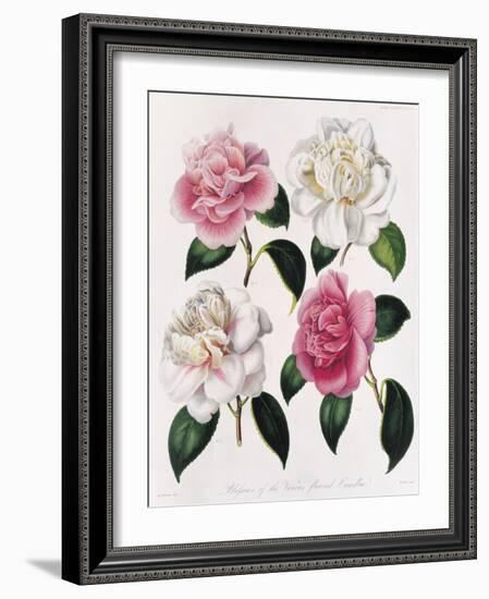 Blooms of Various Flowered Camellia-Mrs Withers-Framed Giclee Print