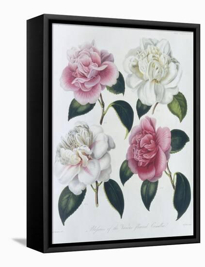 Blooms of Various Flowered Camellia-Augusta Withers-Framed Premier Image Canvas