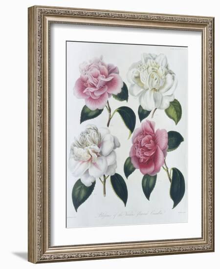 Blooms of Various Flowered Camellia-Augusta Withers-Framed Giclee Print